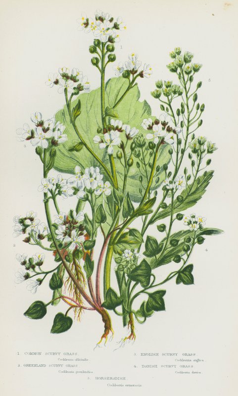 Plantas de floração da Grã-Bretanha: Erva de escorbuto comum, erva de escorbuto da Gronelândia, erva de escorbuto inglesa, erva de escorbuto dinamarquesa, rábano (cor litho) de English School