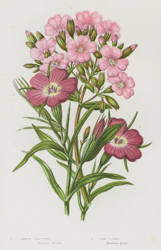 Plantas com flores da Grã-Bretanha: Erva-de-sabão-comum, Berbigão-do-milho (litografia a cores) de English School