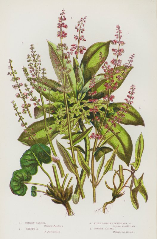 Plantas com flor da Grã-Bretanha: Azeda comum, azeda de ovelha, azeda de montanha em forma de rim, louro de esporão (litografia a cores) de English School