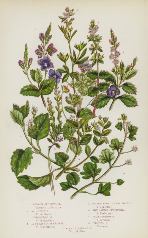 Plantas de floração da Grã-Bretanha: Speedwell Comum, Speedwell de Montanha, Speedwell de Germander, Speedwell de Marfim, Speedwell de Campo Verde Procumbent, Speedwell de Buxbaums, Speedwell de Parede, Speedwell Vernal, Speedwell de Dedos Cortados (cor li de English School