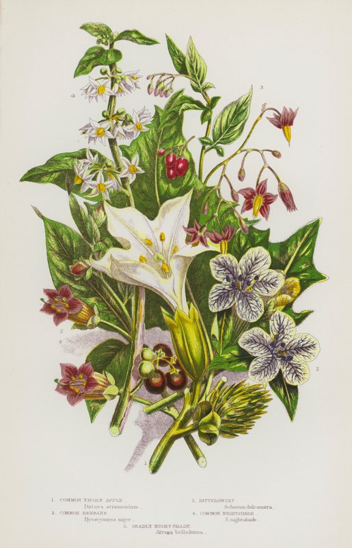 Plantas com flor da Grã-Bretanha: Maçã-espinhosa-comum, canela-da-terra-comum, agridoce, beldroega-comum, beldroega mortal (litografia a cores) de English School