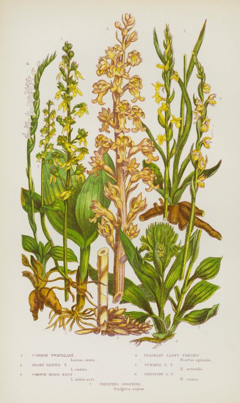 Plantas de floração da Grã-Bretanha: Balancim, Balancim de Coração, Balancim de Pássaros Comum, Fragrant Lady