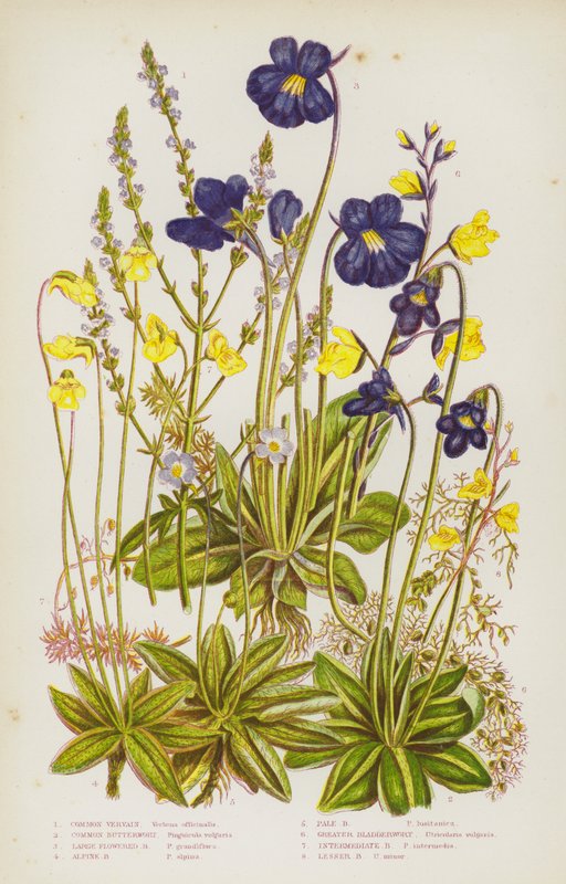 Plantas com flor da Grã-Bretanha: Verbasco-comum, Erva-manteiga-comum, Erva-manteiga de flor grande, Erva-manteiga alpina, Erva-manteiga pálida, Erva-dos-bexiguentos, Erva-dos-bexiguentos intermédia, Erva-dos-bexiguentos menor (litografia a cores) de English School