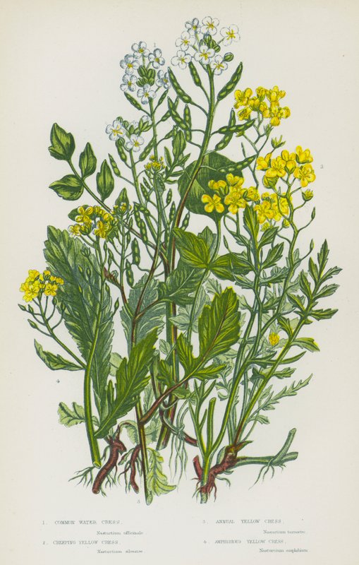 Plantas de floração da Grã-Bretanha: Agriões de Água Comum, Agriões Amarelos Rastejantes, Agriões Amarelos Anuais, Agriões Amarelos Anfíbios (cor litho) de English School
