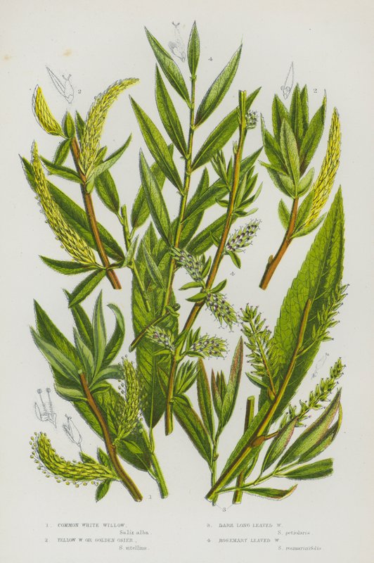 Plantas com flor da Grã-Bretanha: Salgueiro Branco Comum, Salgueiro Amarelo ou Vime Dourado, Salgueiro Escuro de Folhas Longas, Salgueiro de Folhas de Alecrim (litografia a cores) de English School