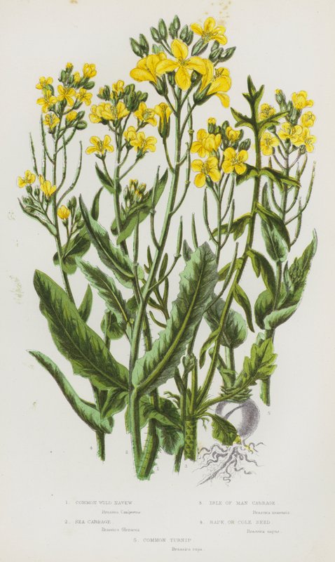 Plantas com flor da Grã-Bretanha: Nêspera Selvagem Comum, Repolho do Mar, Repolho da Ilha de Man, Colza ou Semente de Cole, Nabo Comum (litografia a cores) de English School