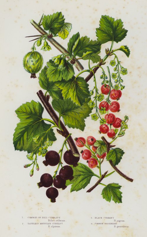 Plantas de floração da Grã-Bretanha: Groselha Comum ou Vermelha, Groselha da montanha sem sabor, Groselha-preta, Groselha-espinhosa comum (cor litho) de English School