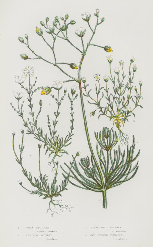 Plantas de floração da Grã-Bretanha: Espurrey de Milho, Spurrey de Nó, Spurrey de Pérola, Awl Shaped Spurrey (cor litho) de English School
