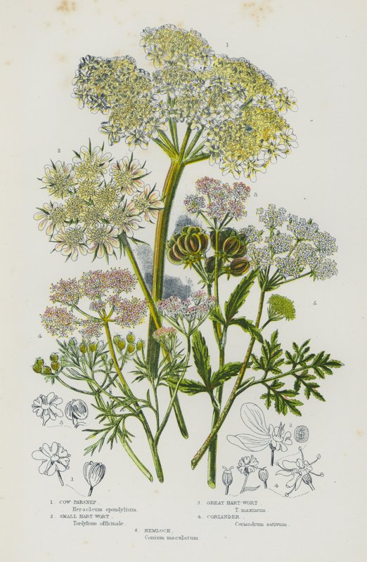 Plantas de floração da Grã-Bretanha: Cow-Parsnep, Pequeno Hart-Wort, Grande Hart-Wort, Coentros, Hemlock (cor litho) de English School