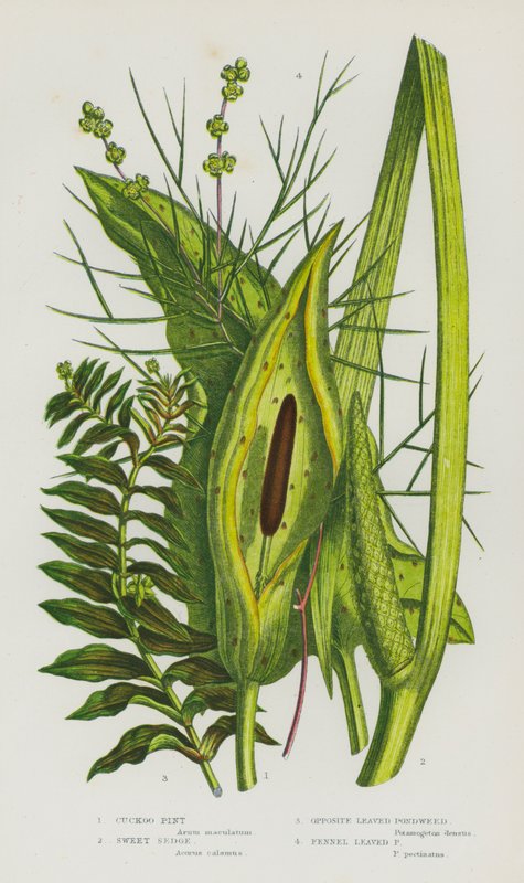 Plantas de floração da Grã-Bretanha: Cucu Pintado, Sedge Sweet Sedge, Pondweed Leaved, Fennel Leaved Pondweed (cor litho) de English School