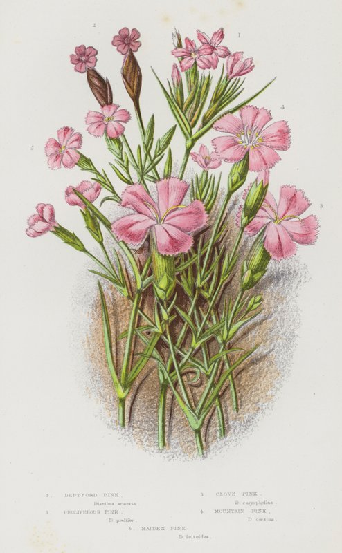 Plantas de floração da Grã-Bretanha: Deptford Pink, Proliferous Pink, Clove Pink, Mountain Pink, Maiden Pink (cor litho) de English School
