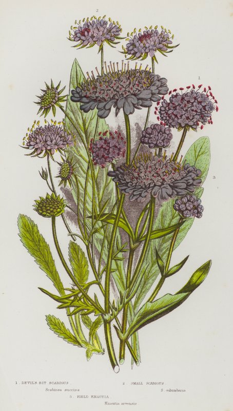 Plantas floridas da Grã-Bretanha: Sarna do Diabo, Sarna Pequena, Knautia do Campo (litografia a cores) de English School