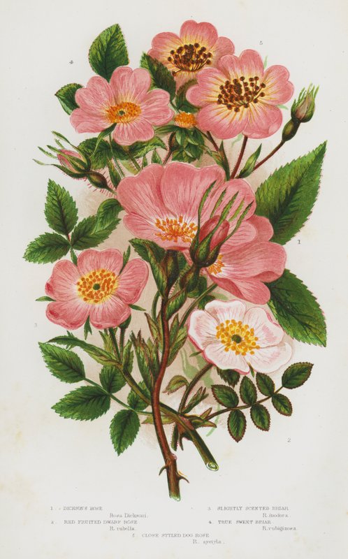 Plantas de floração da Grã-Bretanha: Rosa de Dickson, Rosa Anã de Frutos Vermelhos, Briar Ligeiramente Perfumado, Briar Doce Verdadeiro, Rosa Cão de Estilo Perto (cor litho) de English School