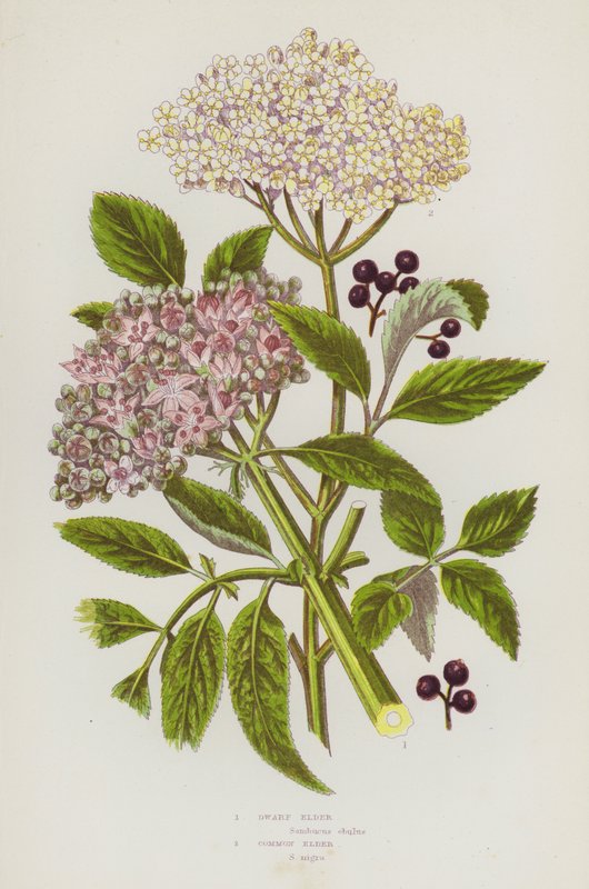 Plantas de floração da Grã-Bretanha: Anão Anão, Ancião Comum (cor litho) de English School