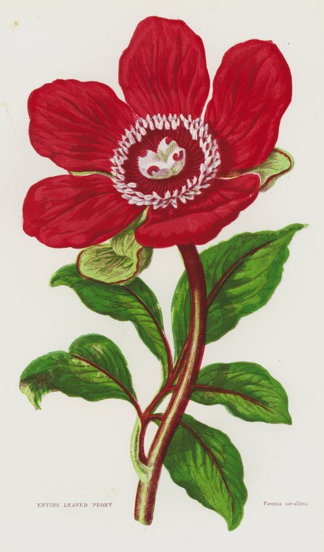 Plantas com flores da Grã-Bretanha: Peónia de folhas inteiras (litografia a cores) de English School