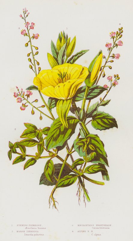 Plantas de floração da Grã-Bretanha: Primrose noturna, Pântano Isnardia, Encantador da Noite, Encantador da Noite Alpina (cor litho) de English School