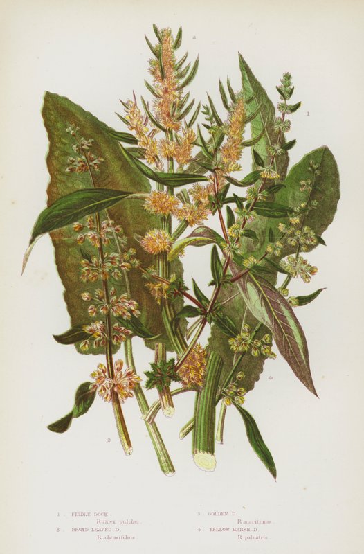 Plantas de floração da Grã-Bretanha: Doca do violino, Doca de Folga Larga, Doca Dourada, Doca do Pântano Amarelo (cor litho) de English School