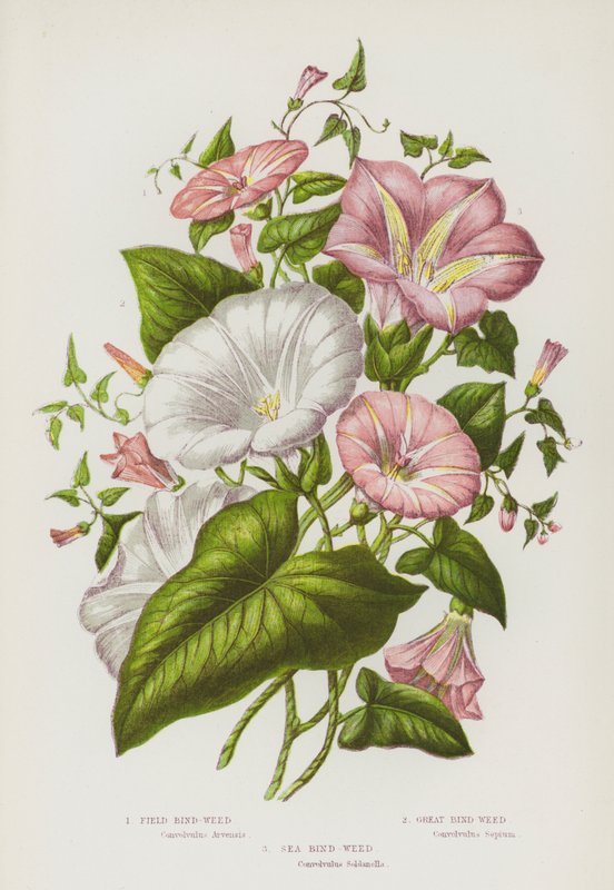 Plantas de floração da Grã-Bretanha: Lixa do campo, Grande Lixa, Lixa do Mar (cor litho) de English School