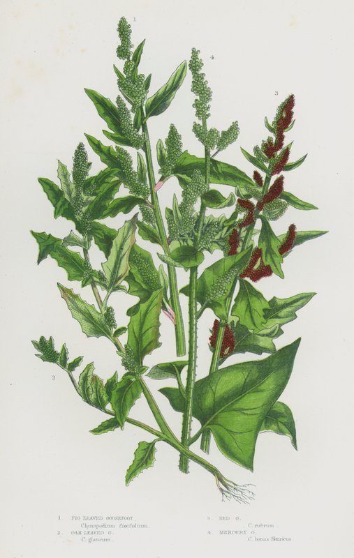 Plantas com flores da Grã-Bretanha: Pés de figo, pés de carvalho, pés vermelhos, pés de mercúrio (litografia a cores) de English School