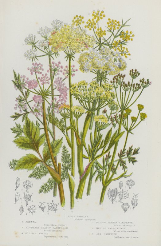 Plantas de floração da Grã-Bretanha: Salsa Tola, Funcho, Saxifrage de Montanha, Saxifrage Escocês, Saxifrage de Prado, Meu ou Careca, Camphire Marinho (cor litho) de English School