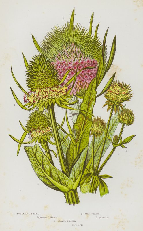 Plantas de floração da Grã-Bretanha: Fullers Teasel, Wild Teasel, Small Teasel (cor litho) de English School