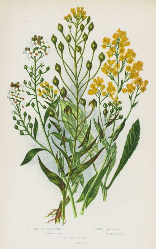 Plantas de floração da Grã-Bretanha: Gold of Pleasure, Sweet Alyssum, Dyer