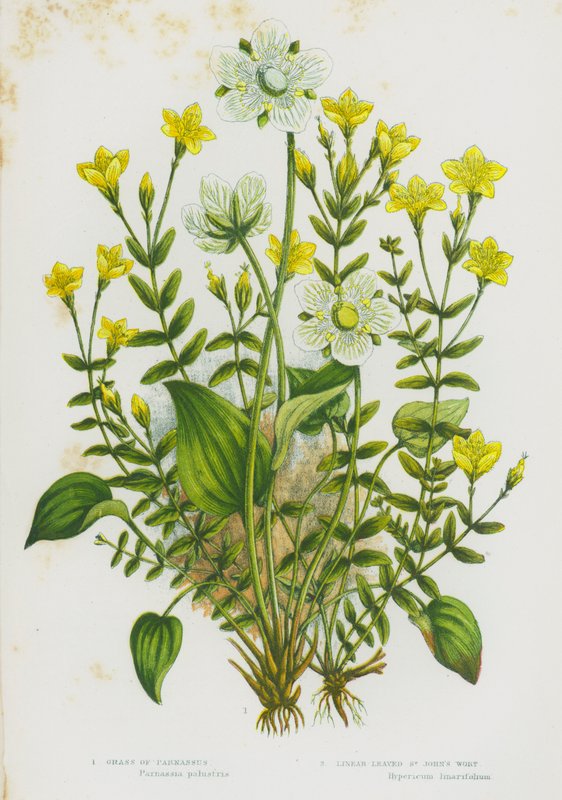 Plantas de floração da Grã-Bretanha: Erva de Parnassus, Erva de São João Linear (cor litho) de English School