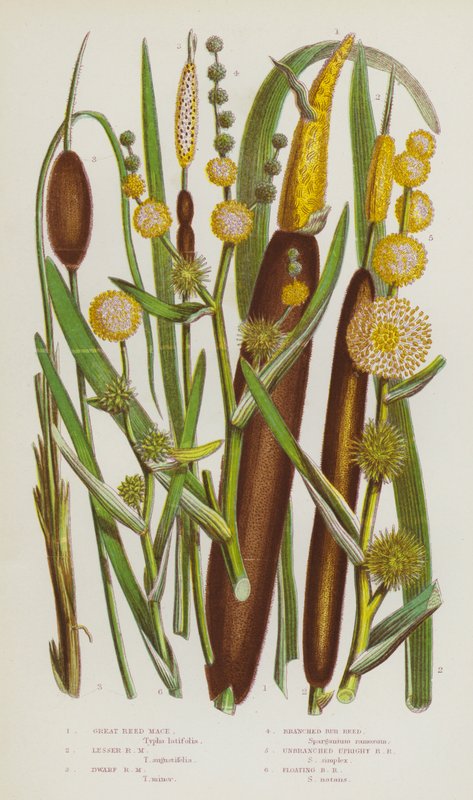 Plantas com flores da Grã-Bretanha: Grande caniço, caniço menor, caniço anão, caniço ramificado, caniço ereto não ramificado, caniço flutuante (litografia a cores) de English School