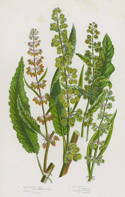 Plantas de floração da Grã-Bretanha: Grande Doca de água, Doca de enrolar, Doca de prado, Doca de água sem grão (cor litho) de English School