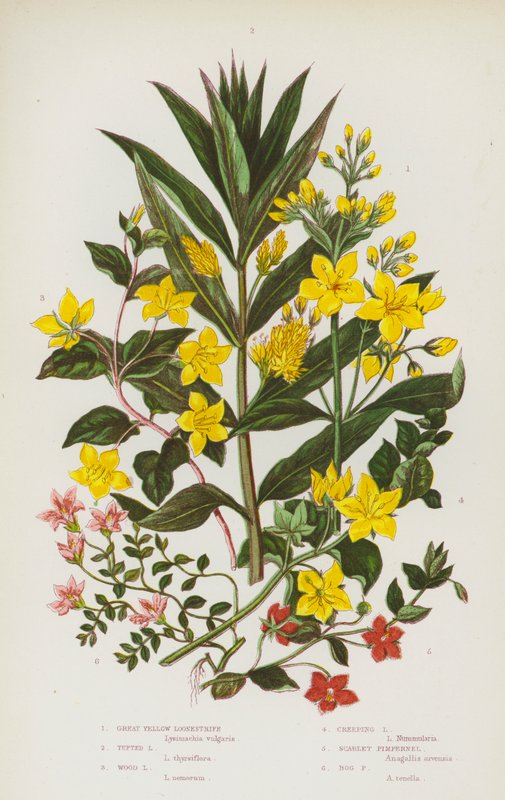 Plantas com flores da Grã-Bretanha: Grande Loosestrife Amarelo, Loosestrife Tufted, Loosestrife de Madeira, Loosetrife rastejante, Scarlet Pimpernel, Bog Pimpernel (litografia a cores) de English School