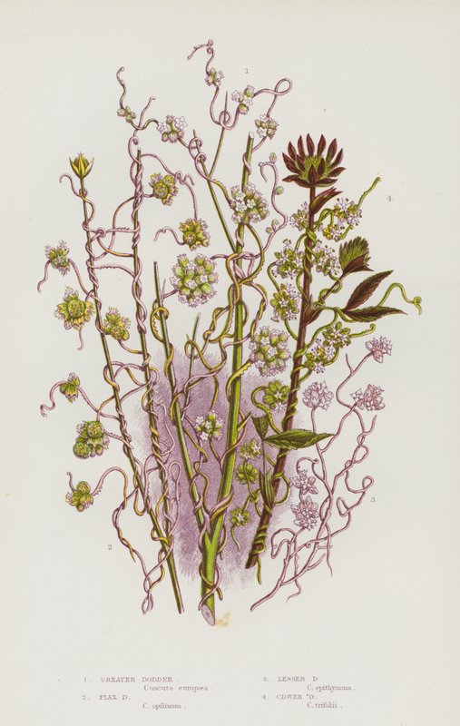Plantas com flor da Grã-Bretanha: Cuscuta-mor, Cuscuta-linho, Cuscuta-pequena, Cuscuta-trevo (litografia a cores) de English School