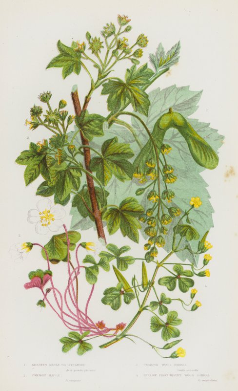 Plantas de floração da Grã-Bretanha: Bordo Grande ou Sycamore, Bordo Comum, Sorrel de Madeira Comum, Sorrel de Madeira Procumbent Amarelo (cor litho) de English School