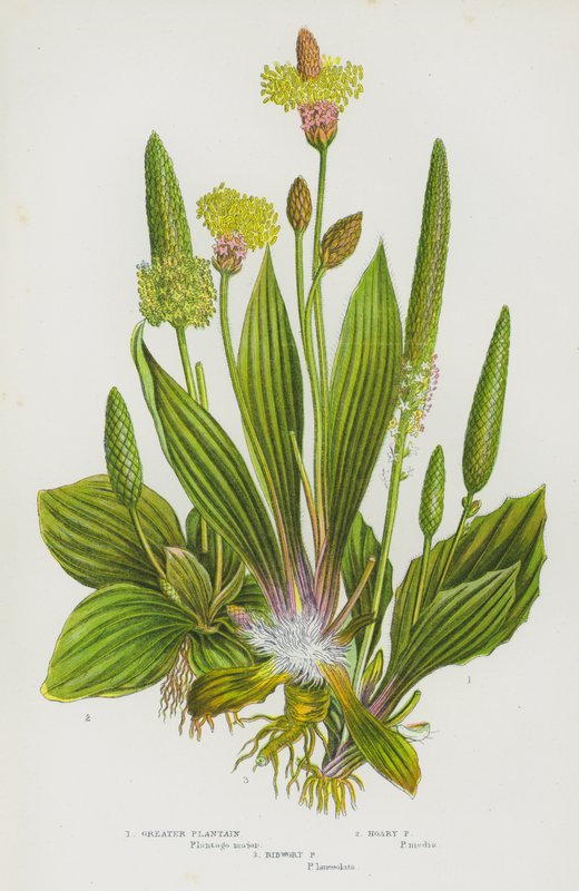 Plantas com flores da Grã-Bretanha: Tanchagem-da-terra, Tanchagem-das-areias, Tanchagem-das-areias (litografia a cores) de English School