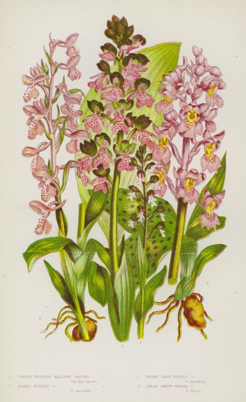 Plantas com flores da Grã-Bretanha: Orquídea dos prados de asas verdes, Orquídea roxa precoce, Orquídea anã de asas escuras, Orquídea grande de asas castanhas (litografia a cores) de English School