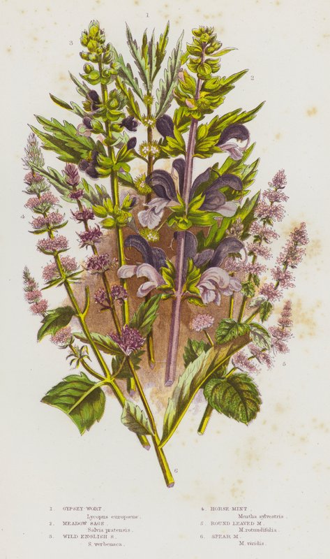 Plantas com flor da Grã-Bretanha: Erva-dos-prados, Salva-dos-prados, Salva-inglesa-selvagem, Hortelã-dos-cavalos, Hortelã-das-folhas-redondas, Hortelã-lança (litografia a cores) de English School