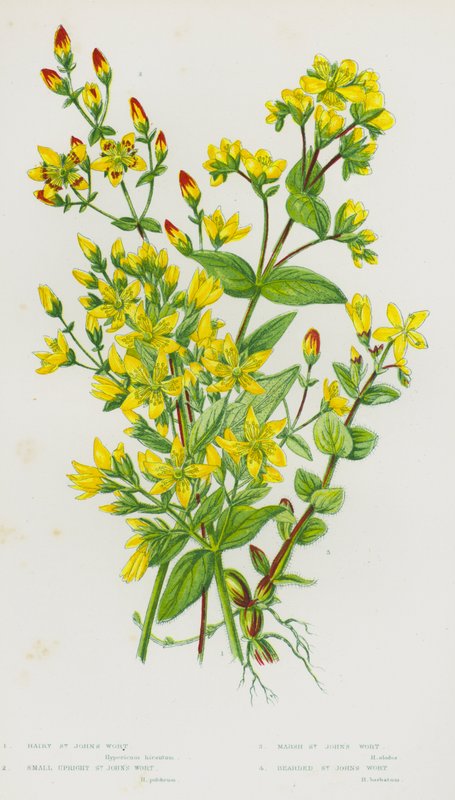 Plantas florais da Grã-Bretanha: Erva de São João Cabeludo, Erva de São João Pequena, Erva de São João Pantanosa, Erva de São João Barbudo (cor litho) de English School