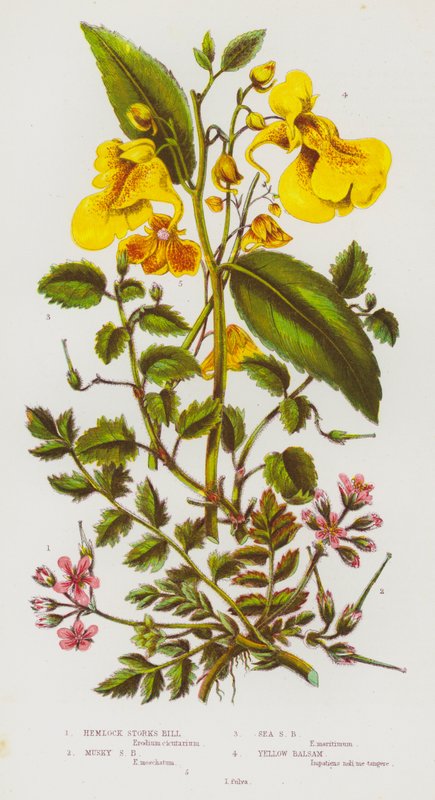 Plantas floridas da Grã-Bretanha: Hemlock Storks Bill, Musky Storks Bill, Sea Storks Bill, Yellow Balsam (cor litho) de English School