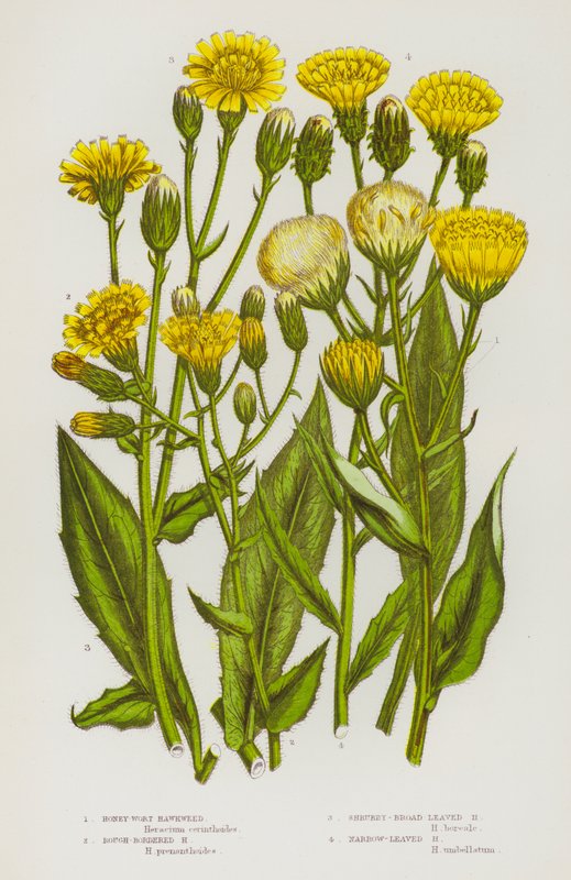 Plantas com flores da Grã-Bretanha: Honey-Wort Hawkweed, Rough-Bordered Hawkweed, Shrubby-Broad Leaved Hawkweed, Narrow-Leaved Hawkweed (litografia a cores) de English School