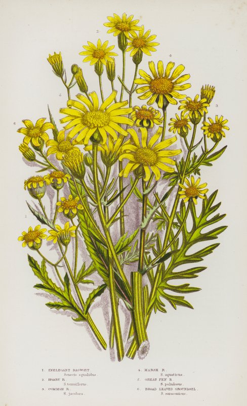 Plantas de floração da Grã-Bretanha: Inelegante Ragwort, Hoary Ragwort, Common Ragwort, Marsh Ragwort, Great Fen Ragwort, Broad Leaved Groundsel (cor litho) de English School