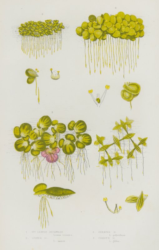 Plantas de floração da Grã-Bretanha: lentilha-de-água, lentilha-pequena, lentilha-de-água, lentilha-grande, lentilha-de-água Gibbous (cor litho) de English School