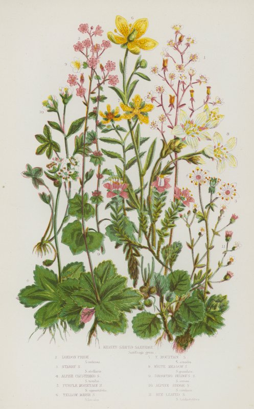Plantas de floração da Grã-Bretanha: Saxifrage em forma de rim, London Pride, Starry Saxifrage, Alpine Clustered Saxifrage, Purple Mountain Saxifrage, Yellow Marsh Saxifrage, Yellow Mountain Saxifrage, White Meadow Saxifrage, Drooping Bulbous Saxifrage, Al de English School