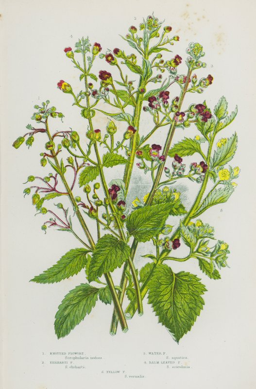 Plantas floridas da Grã-Bretanha: Figueira-da-índia, Figueira-da-índia, Figueira-d