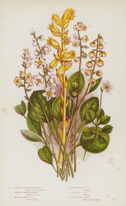 Plantas de floração da Grã-Bretanha: Grandes Meses de Floração, Serrilhadas Verde-Inverno, Verde-Inverno Redondo, Verde-Inverno Intermediário, Verde-Inverno Menor, Ninho de Aves Amarelas (cor litho) de English School