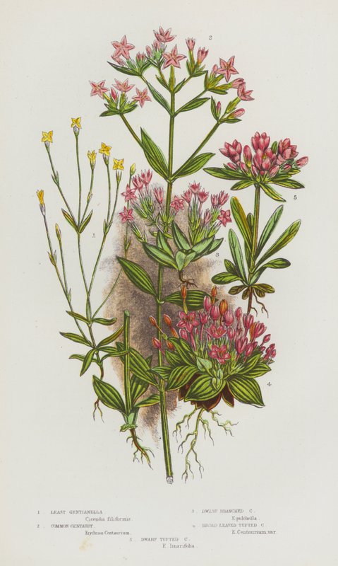 Plantas de floração da Grã-Bretanha: Menos Gentianella, Centauro Comum, Centauro Anão Ramos, Centauro Tufado Folhado Largo, Centauro Tufado Anão (cor litho) de English School
