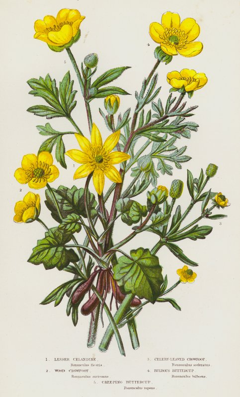 Plantas com flores da Grã-Bretanha: Celandine Lesser, Wood Crowfoot, Celery-Leaved Crowfoot, Bulbous Buttercup, Creeping Buttercup (litografia a cores) de English School