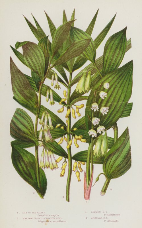 Plantas com flores da Grã-Bretanha: Lírio-do-vale, Salomão de folhas estreitas, Salomão comum, Salomão angular (litografia a cores) de English School