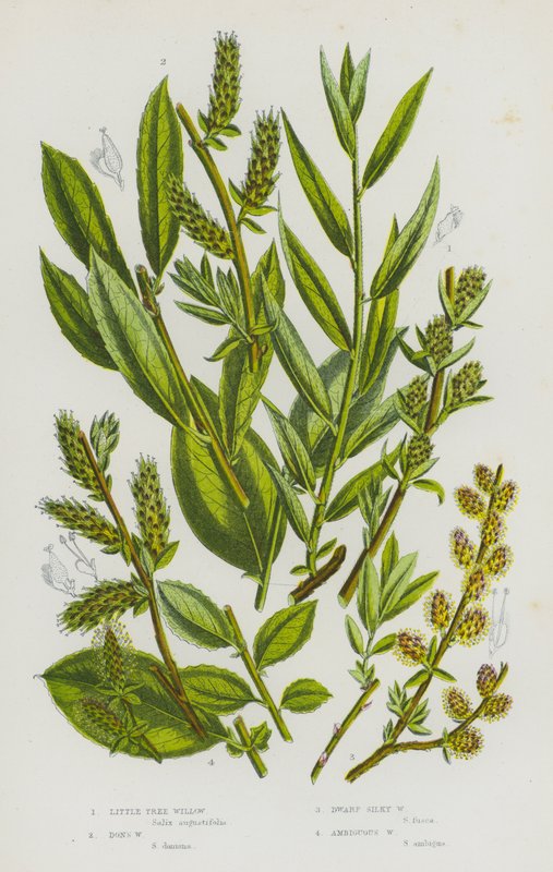 Plantas com flores da Grã-Bretanha: Salgueiro pequeno, Salgueiro de Don, Salgueiro anão, Salgueiro ambíguo (litografia a cores) de English School