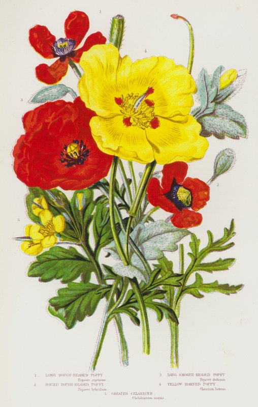 Plantas com flores da Grã-Bretanha: Papoila de cabeça áspera comprida, papoila de cabeça áspera redonda, papoila de cabeça lisa comprida, papoila de chifres amarelos, celandine grande (litografia a cores) de English School