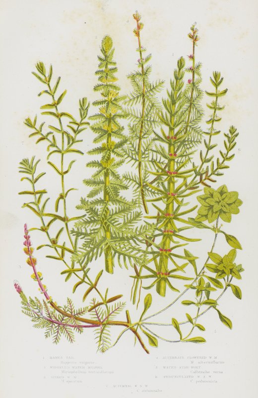 Plantas de floração da Grã-Bretanha: Mares Tall, Milfoil de Água Corroída, Milfoil de Água Espigada, Milfoil de Água Florida Alternativa, Mosto de Água Estrela, Mosto de Água Pedunculada Estrela de Água, Mosto de Água de Outono (cor litho) de English School