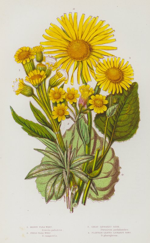 Plantas de floração da Grã-Bretanha: Mosto das Pulgas do Pântano, Mosto das Pulgas do Campo, Mosto das Pulgas do Grande Leopardo, Mosto das Pulgas do Plátano, Mosto das Pulgas do Leopardo (cor litho) de English School
